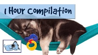 1 Hour Compilation! Music for Dogs   Improve Separation Anxiety