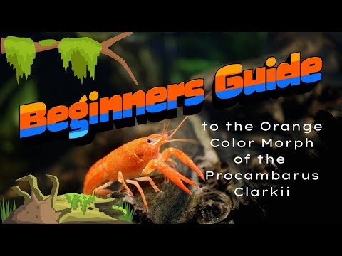 Beginners guide to the Procambarus Clarkii - Orange Color Morph