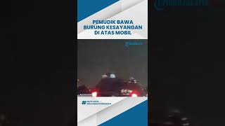 Terekam Momen Lucu saat Mudik Lebaran,  Pemudik Bawa Burung dan Kandangnya untuk Pulang Kampung