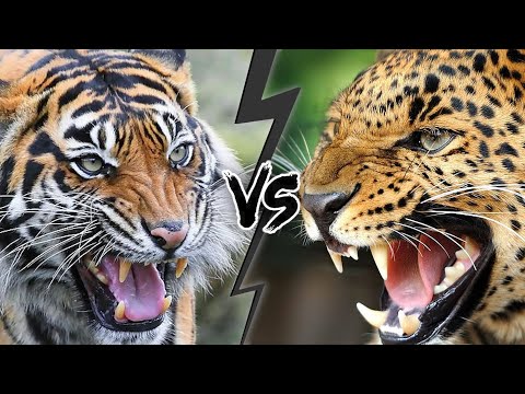 TIGER vs JAGUAR - Who Is The Real KING?
