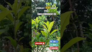 Download lagu baca sholawat ini mp3