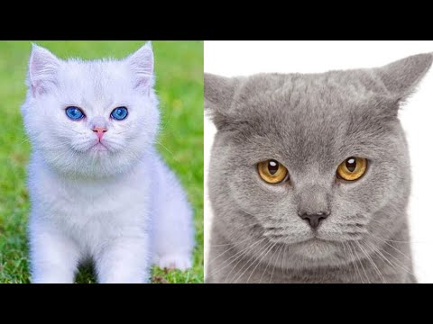 Funny cats and kittens meowing / Cats and Dogs Funny videos / Wow Animals TV