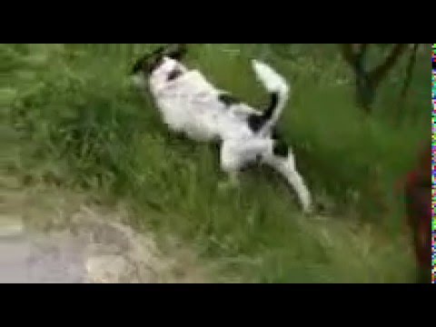 Come curare il mal di schiena bassa del collo Dolore e doloranti nelle gambe esso