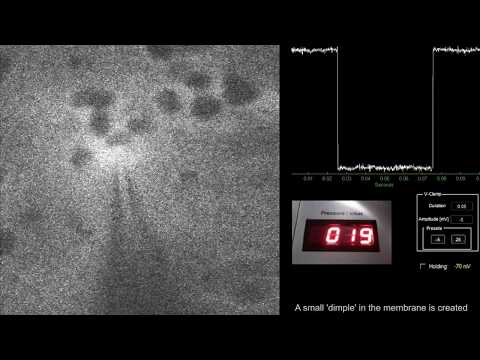 Two-photon targeted whole-cell patching (Neuron #1, shortened)