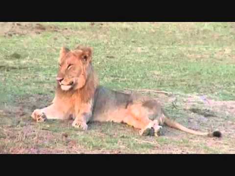 Part 2 PM Safari Drive at Djuma Game Reserve on Oct 04, 2015 ( Tsalala Pride )