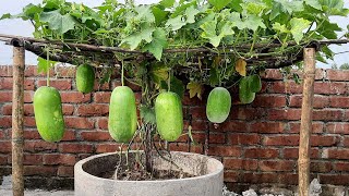 How to grow Winter Melon from seeds at home / Growing Wax gourd from seeds till harvest