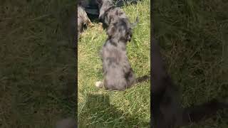 Chorkie Puppies Videos