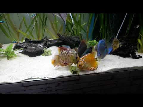 Akvarij z diskusi - discus fish tank 80Gallon