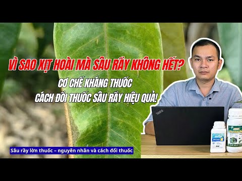 Vì sao xịt hoài sâu rầy không hết - Cơ chế kháng thuốc và cách đổi thuốc sâu rầy hiệu quả