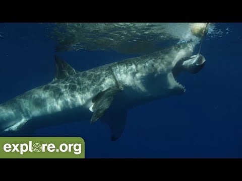 サメの歯に関する 5 つの興味深い事実 - 学びを止めないでください