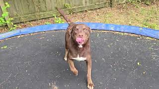 Video preview image #1 Australian Kelpie-Australian Shepherd Mix Puppy For Sale in Jackson, MS, USA