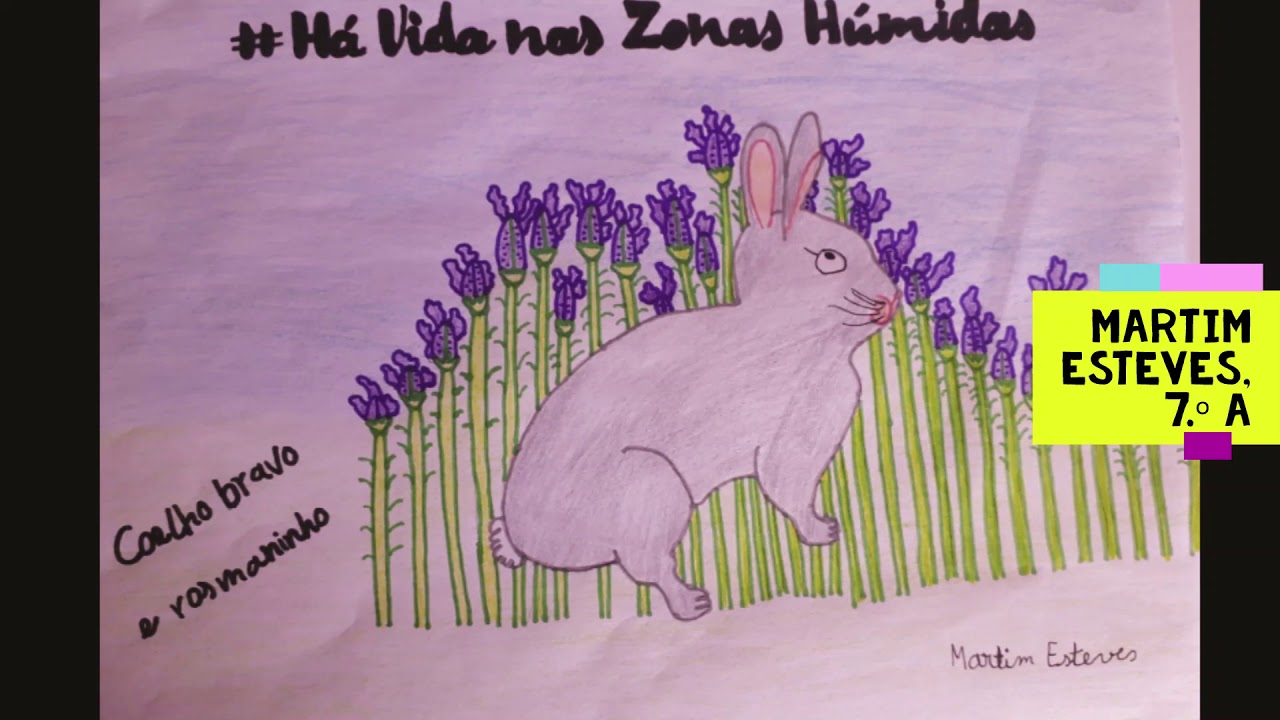 EcoEscolas - Trabalhos das Zona Húmidas