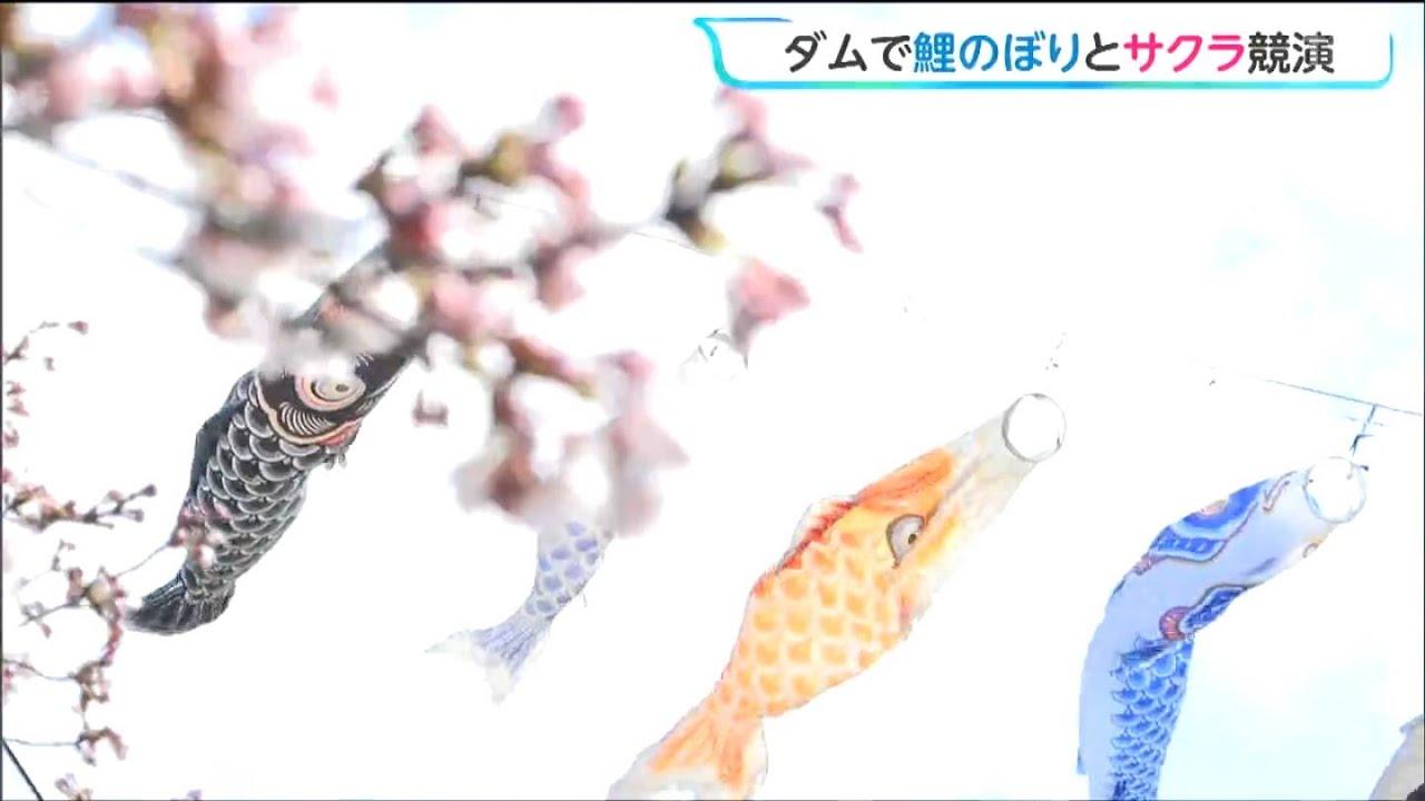 青空泳ぐ鯉のぼりと桜の競演　夜はライトアップも春の釜房ダム　宮城・川崎町