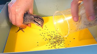 RAMBO THE CHICKEN VS 100 FLIES