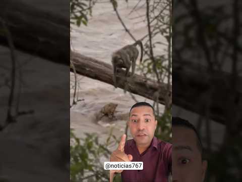macaco salva onça