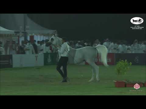 N 434 BATTAR II   10th Arabian Horse Show for local Breeders in Saudi Arabia 2021   Stallions 10+ Ye