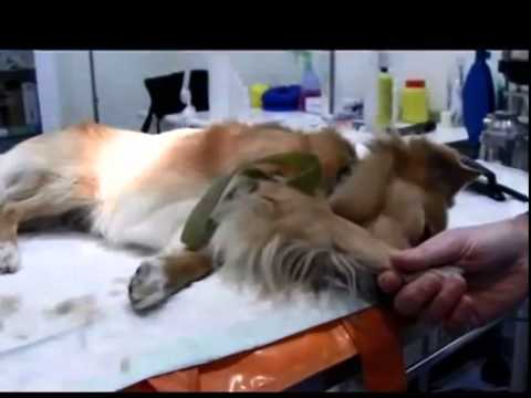 Video cateterización