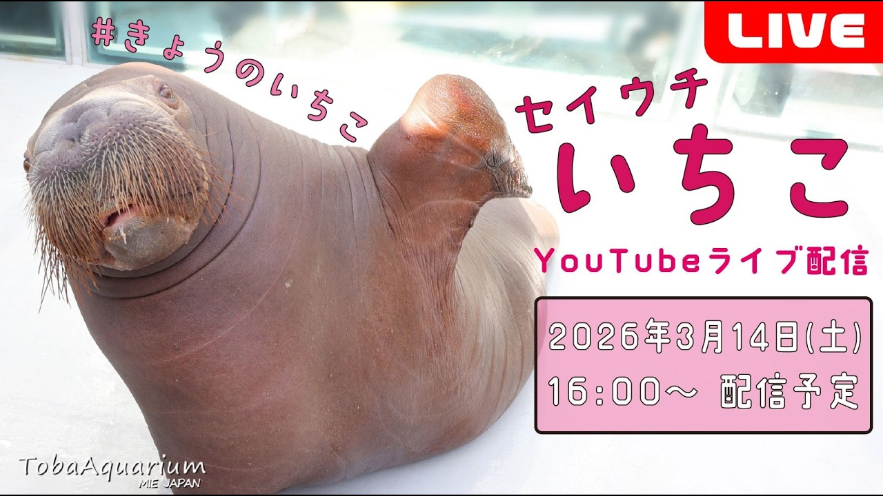 【再配信】 #きょうのいちこ 特別編 セイウチ「いちこ」ライブ配信