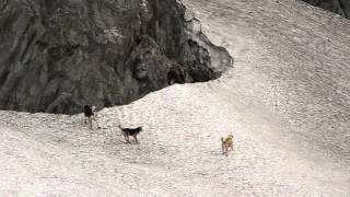 Himalayan Brown bear mobbed by dogs!