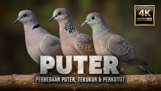 Download lagu PERBEDAAN BURUNG PUTER, PERKUTUT & TEKUKUR: DISANGKA SAMA TAPI ALAM MEMBUAT MEREKA BERBEDA mp3