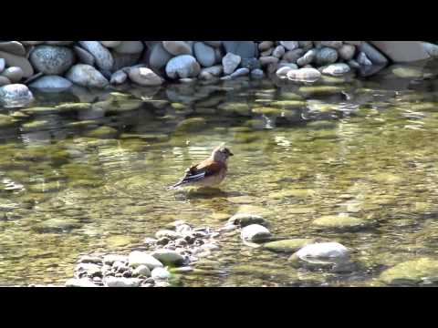 Birding Slovakia - Carduelis cannabina - Stehlík konôpka