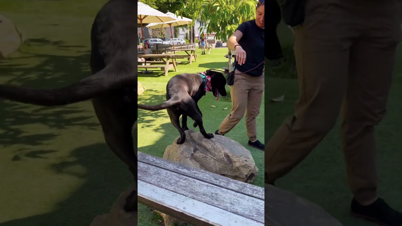 Enlarge Magwitch, a Adoptable mixed breed in Los Angeles, CA video 2/6