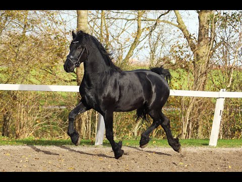 Stal Okkema's Pieter - Topspeed Kaspar x Hinne 427 - Gelding - 2021 - 1.64m
