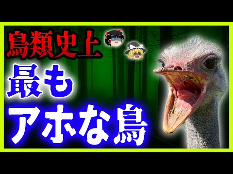 ストルチオラクダ雄