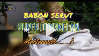 Download lagu bakalan bonsai serut hasill dongkelan mp3 Download lagu bakalan bonsai serut hasill dongkelan mp3