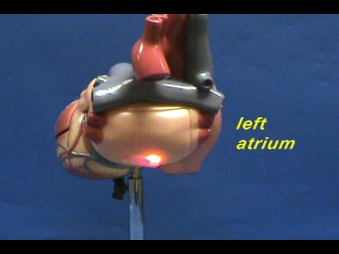 Heart Model II - Left Atrium
