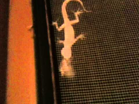 Renekton eats Kha'zi while i stream leagueoflegends. on my moskito net.