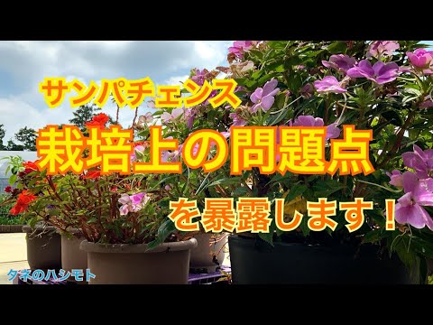 園芸 インパチェンス サンパチェンス®