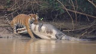 Tigre caça crocodilo enorme em vídeo impressionante!!!