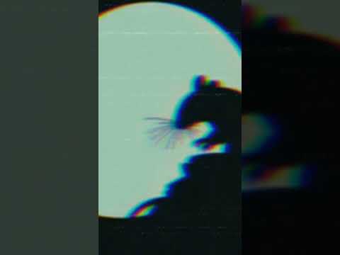 The Ballad of D2 (Escape from Tarkov parody song promo short)