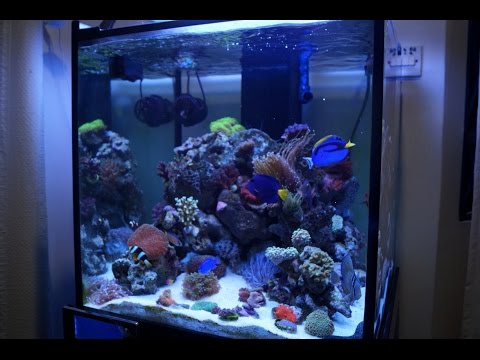 60cm Cube Reef Tank 3 Months Update