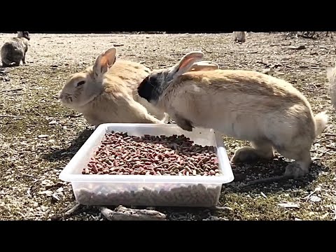 Rabbit growls | Angry bunny