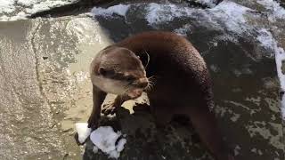Paws & Claws Week! - Asian Small Clawed Otters