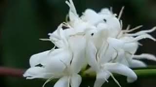 Download lagu Kembang Kopi mp3