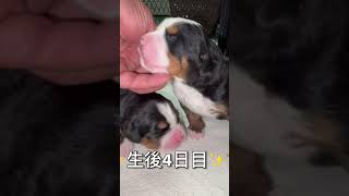 #バーニーズ#犬#dog#子犬#子供#犬のいる生活 暮らし#大型犬の居る暮らし#大型犬#ブリーダー犬 #ペットショップ#ブリーダー犬#千葉県#木更津#君津#バーニーズマウンテンドッグ#バーニーズ子犬