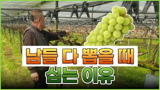 샤인 다 뽑을 때 심는 이유 ㅣ 3억5천 안벌어도 괜찮다 ㅣ 진정한 샤인머스캣 재배