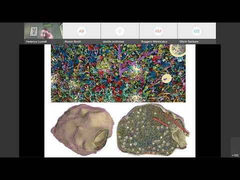 21 Istologia Sistema Nervoso Sinapsi, Glia e Nervi Periferici