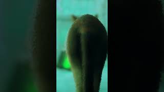 Stray a cat survival #shorts #viral