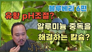 2025년) 블루베리에 유황을 써서 pH를 낮춰보세요! 알루미늄 중독을 해결하는 칼슘까지 | 블루베리 재배교…
