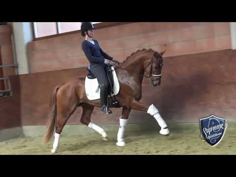 'VANQUISH' 2019 Stallion by Vitalis