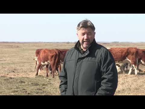 Imamo rešenje ep. 144 07.03.2022. Hereford goveda, farma Adama Bugara, Ečka