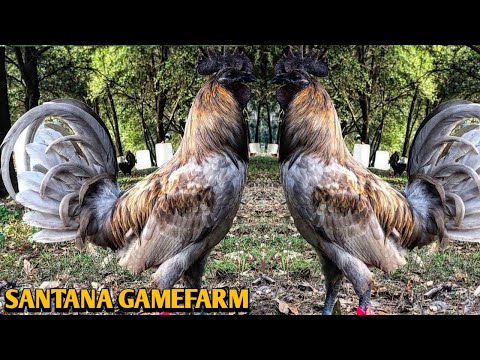 Mugs Mcrae Pullets - SANTANA FARM