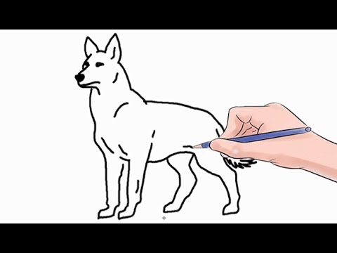 How to Draw a Wolf Easy Step by Step