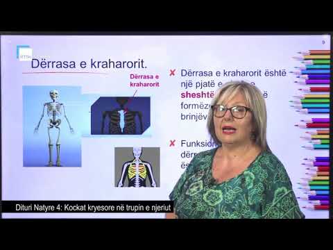 Dituri natyre 4 - Kockat kryesore në trupin e njeriut