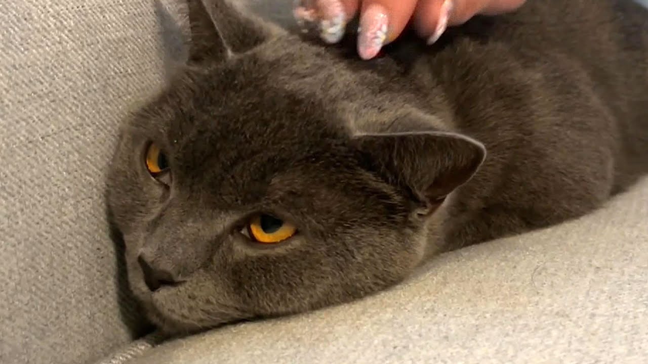 Cat found on Toronto Pearson runway after missing for 3 days