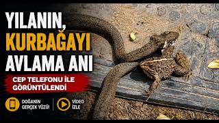 Yılanın, Kurbağayı Avlama Anı Cep Telefonu İle Görüntülendi